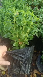 S8 หญ้าหวาน พืชสมุนไพร ควบคุมน้ำตาล ต้นพันธุ์ รากเดิน พุ่มสวย พร้อมลงดิน