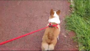 Pet Harness Dog And Cat Tali Dada Anjing dan Kucing Tambang Uk.L