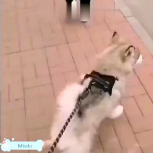 Gview Dog Leash: Padded Handle & Adjustable 1.5M Dog Rope