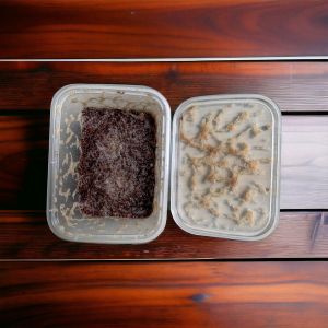 CACING GRINDAL WORM GRINDAL WORMS PAKAN HIDUP TETRA CUPANG NEON BURAYAK PAKAN IKAN KECIL CACING GRINDAL