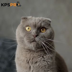 KPSPro Cat Diarrhea 60mL