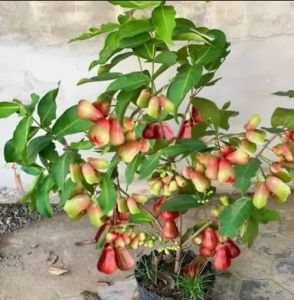 Selamat Datang Ditoko Kami Bibit Jambu Air Citra Memiliki Rasa buah Yang Manis Dan Bertekstur Renyah Dan Memiliki Warna Buah Yang Berwarna Merah . Hasil Okulasi Sudah Berbuah