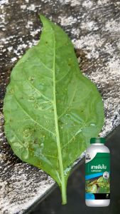 สารจับใบเข้มข้นชนิดพิเศษ ช่วยกระตุ้นเปิดปากใบ เพิ่มประสิทธิภาพให้กับปู่ ยา เคมี ใช้น้อยได้ผลดี ติดแน่นทนาน คุ้มค่า คุ้มราคา 250cc