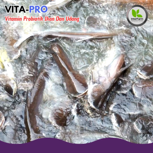 VITA+PRO IKAN GABUS VITAMIN Ikan GABUS agar cepat besar Probiotik pemacu Penggemuk ikan GABUS