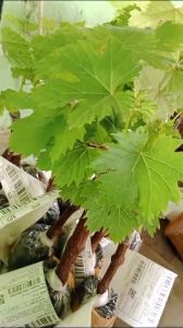 BIBIT ANGGUR IMPORT ATIKA