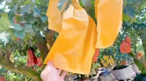 [30x35] 100 Túi Bao Trái Bưởi Đủ Size Bưởi Da Xanh Bưởi Diễn Bao Trái Giấy 2 Lớp Bảo Vệ