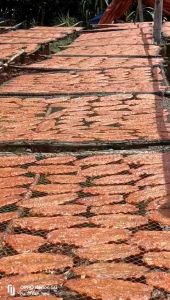 Khô Cá Mối Bỏ Sạch Xương To Ngọt Dễ Ăn- ĐẶC SẢN MINH TRIẾT