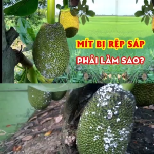 Phòng trừ rệp sáp mít  AKULAGOLD 260EW 1102