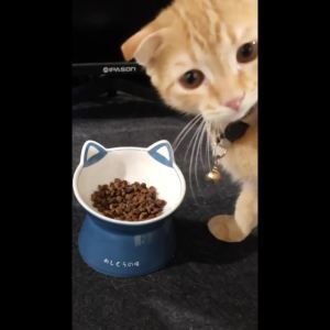 ผงโรยอาหารสุนัขและแมว ทำจากเนื้อสัตว์แท้100% สำหรับโรยอาหารเม็ด ผงโรยอาหารหมา-แมว โรยบาร์ฟ (BARF)