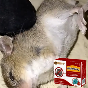 🐀อาหารที่หนูชอบที่สุด🐀 ยาเบื่อหนู ยากำจัดหนู หนูมาโลน ยากำจัดหนูถาวร ยากำจัดหนูถาวร 80 เม็ด จดสิทธิบัตร* สูตร ยาฆ่าหนูในบ้าน ฆ่าหนูใน3วินาท ไม่มีกลิ่นเหม็น ที่ไล่หนู ก้อนไล่หนู สเปไล่หนู ยาดักหนู กาวดักหนู ยาฆ่าหนู ไล่หนู ฆ่าหนู ยากำจัดหนูแรงๆ