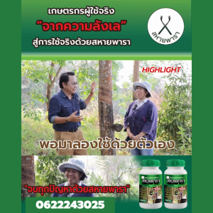 สหายพาราสารทาหน้ายางเปลือกนิ่มกรีดง่ายน้ำยางเปอร์เซ็นต์ดี