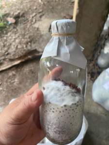 เชื้อเห็ดลมเห็ดบด หรือเห็ดกระด้างแบบขวดเหมาะสำหรับเจาะใส่ขอนไม้ 1ชุด มี 5 ก้อน ราคา ชุดละ 200 บาท