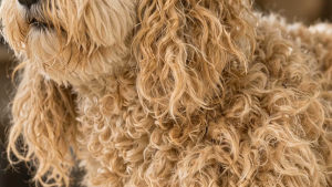 New Thickened Model Original Pet Grooming Rake Comb with fur removaSuitable for Long-Haired Cats & Dogs Thick Coat Pets Bottom Hair grooming brushReduces Shedding by 95% & Easy to Clean