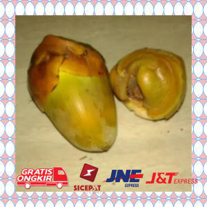 tembuluk buruluk/bluluk/kelapa muda kecil isi 10pcs