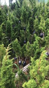 Thuốc Kích Rễ Nhanh có trị nấm bệnh cây con Nhập Khẩu Israel Hormoril T6 with Fungicide (Hủ 100gr) giúp cây thân gỗ ra rễ nhanh và hạn chế nấm bệnh cây con là dạng bộ an toàn (2g pha 1L nước) phun trực tiếp lên rễ cây