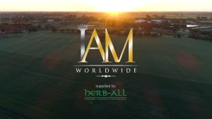 IAM WORLDWIDE (2-Boxes) AMAZING PURE BARLEY 💯% ORIGINAL