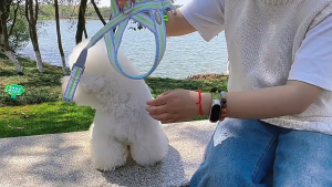 Dây dắt Chó kèm đai yếm Kafuli (mẫu mới) - Love Pets Shop