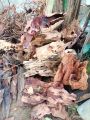 kayu rentek aquascape size S. 