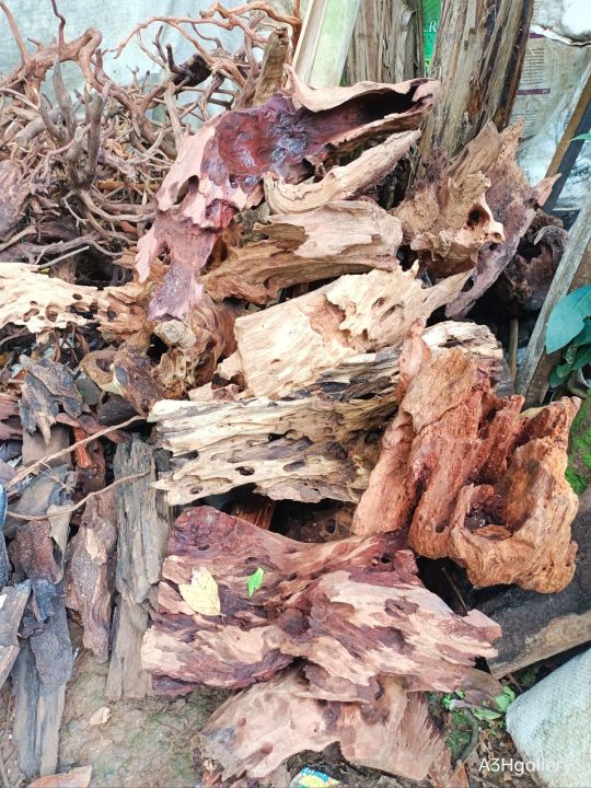 kayu rentek aquascape size S