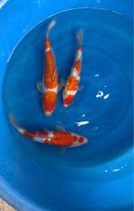 Japan Ginrin Kohaku high grade 33-36cm from Dainichi Farm RM1500 per koi / Ginrin Tancho Kohaku RM1680 + shipping RM60