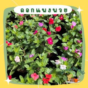 ต้นแพงพวย แบบกระถางหรือถุงเพาะชำ 5.5"- 6" (เลือกสีเองได้เลย)