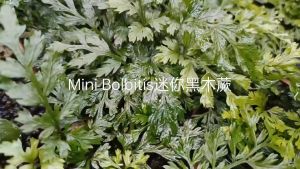 Asplenium Tenuifolium Don (mini Bolbitis) 迷你黑木蕨 on wood-Emerge水上叶/aquatic plant/Tumbuhan Akuatik/Terrarium/ Paludarium/Vivarium