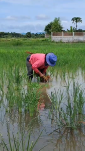 ไคโตซาน สำหรับพืช ขวดกลมฝาขาว ขนาด 1000 ซีซี 1 ขวด