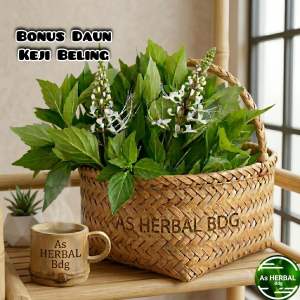 Daun kumis kucing segar petik langsung-az