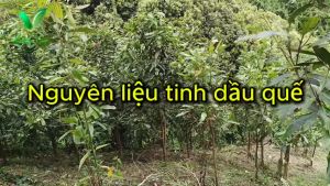 Tinh dầu Quế 100% từ thiên nhiên (Sản phẩm của Vhealthycare - Duy Nhat Tay Nguyen)