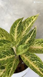 5 นิ้ว รวยล้นฟ้าขาว กระถาง ต้นไม้มงคล ต้นไม้ฟอกอากาศ ต้นไม้ ราคาเร็ว