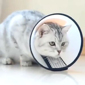 Elizabeth Collar Protection Neck Collar Cone Dog Cat Kolar Kon Perlindungan Kucing Pemulih 宠物软棉伊丽莎白圈