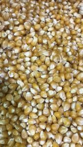 Jagung Popcorn Mentah Pipil Organik 1 Kg Food Kering