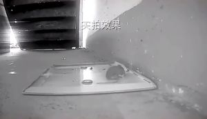 Fold Plastic Board Rat Bait: A Rat Trap Glue Rat Catching Device