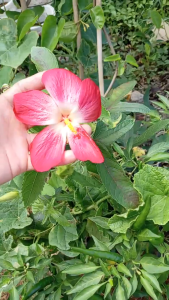 Hạt Giống Sâm Bố Chính – Kèm 1 Trái Nguyên Khô Cam Kết Giống Chuẩn – Shop Cây Nhà Lá Vườn – EverUp VN