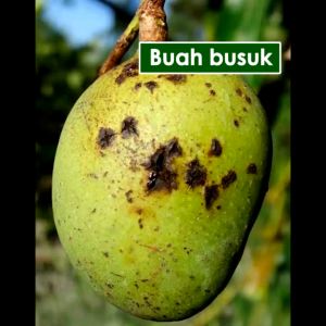 AGRRIVAX FUNGISIDA PROMO Beli 3 gratis 1- Anti Jamur Membunuh 100 jenis jamur pada tanaman