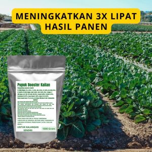 Pupuk Booster Kailan Pelebat Organik Cepat Berbuah Lebat Besar Anti Rontok Pembesar Kailan