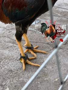 Ayam bubulan Sepatu Anti Bubul Ayam Bangkok Kategori Benar
