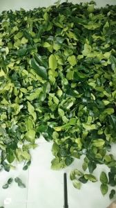 Lá Chúc hình số 8 thơm thanh dùg để đánh bay các mùi tanh làm món gà hấp lá chúc 1kg