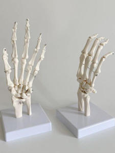 Mô Hình Xương Tay Hoạt Động Mô Phỏng Xương Tay Bàn Tay Y Tế Xương Tay Ngón Tay Nghệ Thuật Trang Trí Xương Rời Người