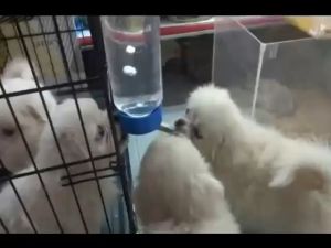 Bình uống nước treo chuồng cho chó mèo