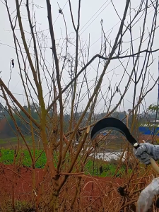 Agricultural garden outdoor manganese steel weed scythe Hand forged cutting tree and firewood machete garden camping tool