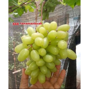 Bibit Anggur Hijau Super Terlaris Berkualitas Benih Anggur Berkualitas Tinggi Seeds Anggur Hijau Premium - Lazada