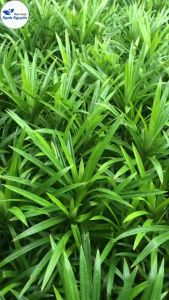 Lá dứa sấy lạnh 100g lá nếp thơm nấu xôi chè tạo màu tự nhiên tăng hương vị món ăn - Thảo Dược Hạnh Nguyên