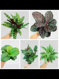 Cây đuôi công là một loại cây hút tài lộc may mắn tượng trưng cho sự tròn đầy và thịnh vượng của gia chủ Minh Hân Garden