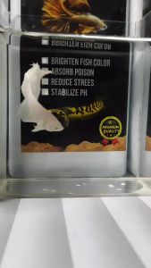 Ekstrak Daun Ketapang Laut: Solusi untuk Ikan Kualitas Premium