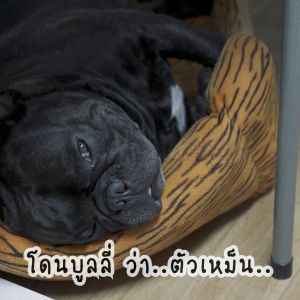 DOG DETOX แชมพูสูนัข - การกำจัดกลิ่นสาบและแก้ปัญหาผิว ขนาด 500 ml