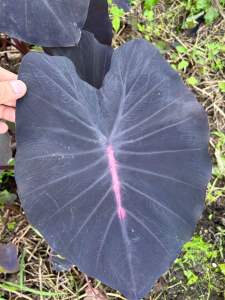 โคโลคาเซีย บรัตฟอเรน ( Colocasia Blood fallen ) ไม้ประดับ ไม้ฟอกอากาศ ไม้มงคล ต้นไม้ บอนสี ไม้ด่าง จัดสวน ต้นไม้แต่งสวน ราคาถูก ถูกสุดๆ ต้นบอนหายาก ไม้ประดับหายาก
