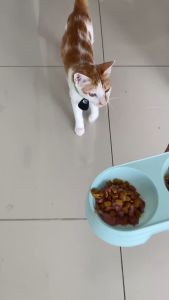 Holycatlabs OMEGA+ Salmon Oil Kebaikan Omega 3 untuk Kucing Sehat Gembul dan Aktif 20ml