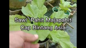 Benih Sawi Pahit MAJAPAHIT 25 Gram Cap Bintang Asia PT Benih Citra Asia Bentuk Daun Tegak Dan Lebar Cocok Di Dataran Rendah Sampai Tinggi