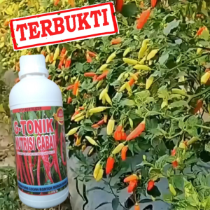 G-TONIK Pupuk Cair 500 ml Booster Cabe | Berbuah Lebat Masa Pertumbuhan Subur Anti Keriting